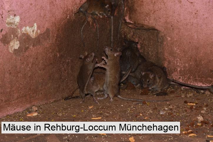 Mäuse in Rehburg-Loccum Münchehagen